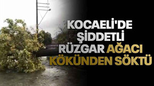 Kocaeli'de şiddetli rüzgar ağacı kökünden söktü